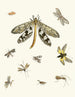Kort historia om insekter av Dr Sulzer, Pl. 24 - Johann Heinrich Sulzer — vy av konstverket