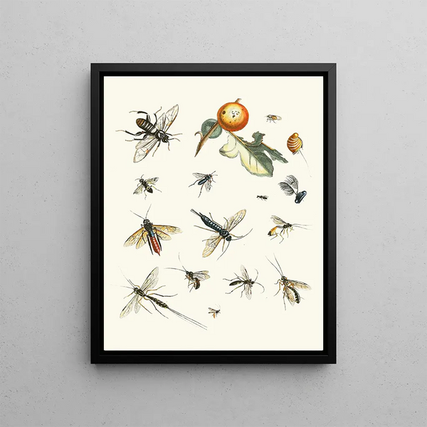 Johann Heinrich Sulzer - Dr Sulzers Short History of Insects Pl 25.webp