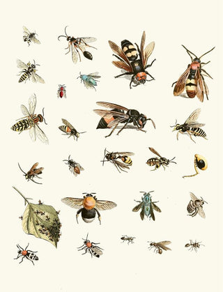 Johann Heinrich Sulzer - Dr Sulzers Short History of Insects Pl 26.webp