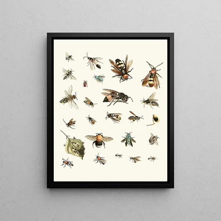 Johann Heinrich Sulzer - Dr Sulzers Short History of Insects Pl 26.webp