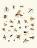 Kort historia om insekter av Dr Sulzer, Pl. 27 - Johann Heinrich Sulzer — vy av konstverket