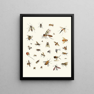 Johann Heinrich Sulzer - Dr Sulzers Short History of Insects Pl 27.webp