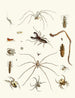 Kort historia om insekter av Dr Sulzer, Pl. 28 - Johann Heinrich Sulzer — vy av konstverket