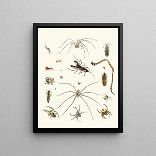 Johann Heinrich Sulzer - Dr Sulzers Short History of Insects Pl 28.webp