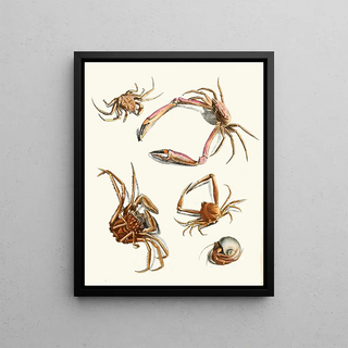 Johann Heinrich Sulzer - Dr Sulzers Short History of Insects Pl 30.webp
