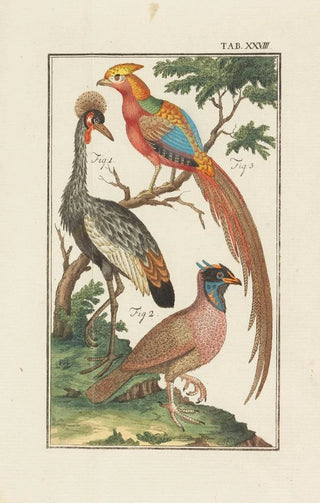 Johann Jacob Ebert - Naturlehre.webp