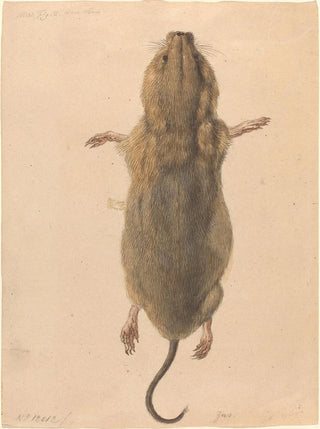 Johann Rudolph Schellenberg - A Field Mouse from Above.webp