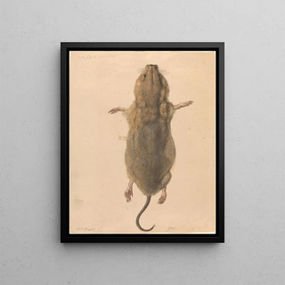 Johann Rudolph Schellenberg - A Field Mouse from Above.webp