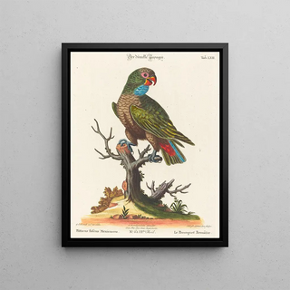 Johann Sebastian Leitner - Leitner after George Edwards Parrot.webp