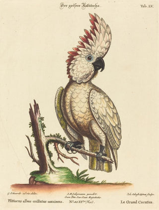 Johann Sebastian Leitner - Psittacus albus cristatus maximus.webp