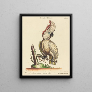Johann Sebastian Leitner - Psittacus albus cristatus maximus.webp