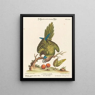 Johann Sebastian Leitner - Psittacus minor gutture fusco occidentalis.webp