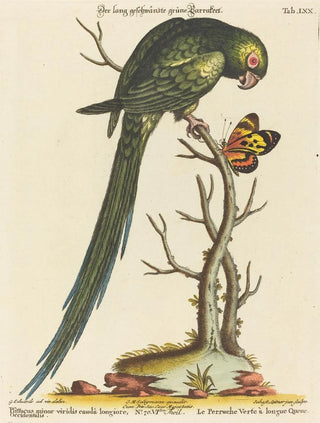 Johann Sebastian Leitner - Psittacus minor viridis cauda longiore Occidentalis.webp