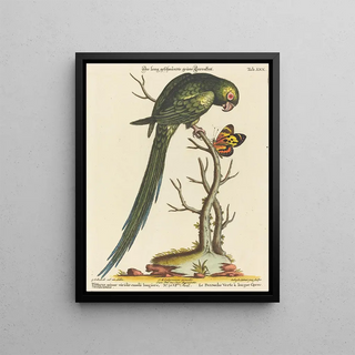 Johann Sebastian Leitner - Psittacus minor viridis cauda longiore Occidentalis.webp