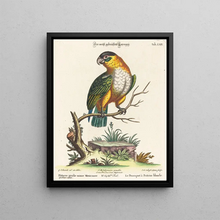 Johann Sebastian Leitner - Psittacus viridis minor Mexicanus.webp