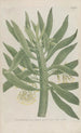 Phytanthoza iconographia Pl001 - Johann Wilhelm Weinmann — vy av konstverket