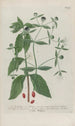 Phytanthoza iconographia Pl004 - Johann Wilhelm Weinmann — vy av konstverket