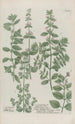Phytanthoza iconographia Pl005 - Johann Wilhelm Weinmann — vy av konstverket