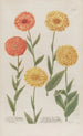 Phytanthoza iconographia Pl006 - Johann Wilhelm Weinmann — vy av konstverket
