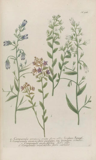 Johann Wilhelm Weinmann - Phytanthoza iconographia Pl009.webp