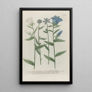 Johann Wilhelm Weinmann - Phytanthoza iconographia Pl011.webp