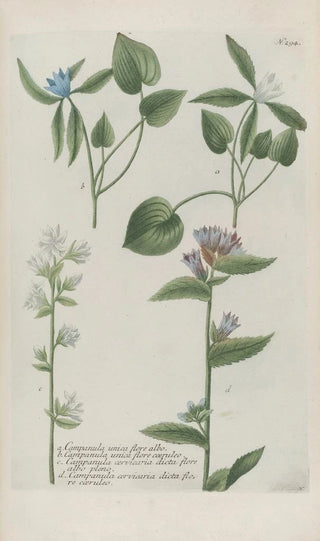 Johann Wilhelm Weinmann - Phytanthoza iconographia Pl017.webp