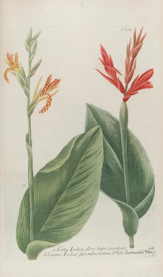 Johann Wilhelm Weinmann - Phytanthoza iconographia Pl020.webp