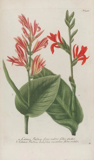 Johann Wilhelm Weinmann - Phytanthoza iconographia Pl021.webp