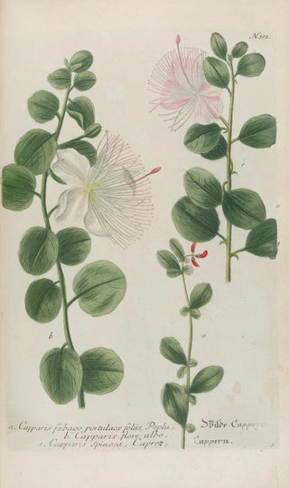 Johann Wilhelm Weinmann - Phytanthoza iconographia Pl026.webp