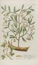 Phytanthoza iconographia Pl029 - Johann Wilhelm Weinmann — vy av konstverket