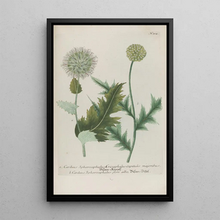 Johann Wilhelm Weinmann - Phytanthoza iconographia Pl037.webp