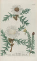Phytanthoza iconographia Pl041 - Johann Wilhelm Weinmann — vy av konstverket
