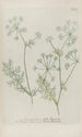 Phytanthoza iconographia Pl044 - Johann Wilhelm Weinmann — vy av konstverket