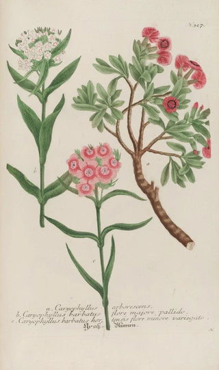 Johann Wilhelm Weinmann - Phytanthoza iconographia Pl050.webp