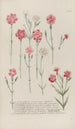 Phytanthoza iconographia Pl053 - Johann Wilhelm Weinmann — vy av konstverket