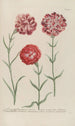 Phytanthoza iconographia Pl058 - Johann Wilhelm Weinmann — vy av konstverket