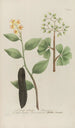 Phytanthoza iconographia Pl064 - Johann Wilhelm Weinmann — vy av konstverket