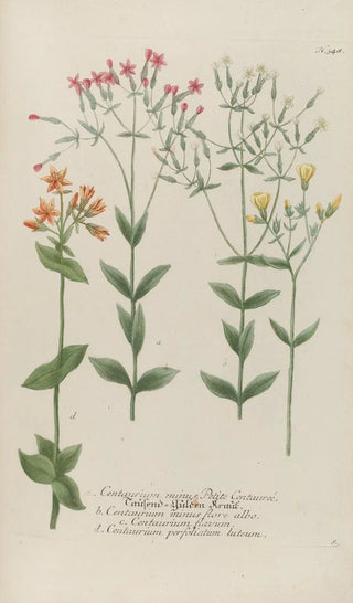 Johann Wilhelm Weinmann - Phytanthoza iconographia Pl071.webp