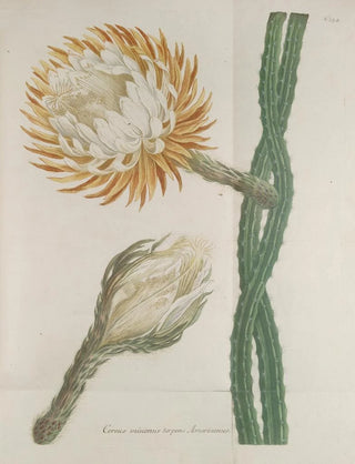 Johann Wilhelm Weinmann - Phytanthoza iconographia Pl077.webp