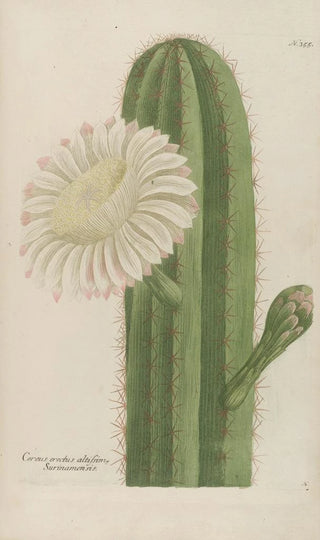 Johann Wilhelm Weinmann - Phytanthoza iconographia Pl078.webp