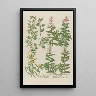 Johann Wilhelm Weinmann - Phytanthoza iconographia Pl084.webp