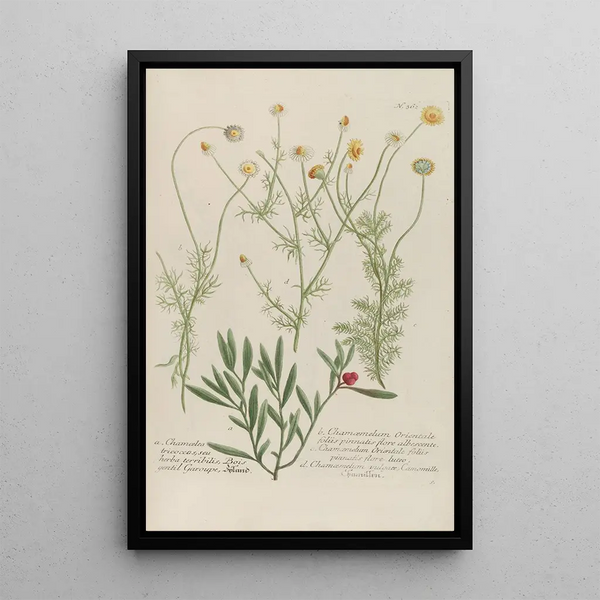 Johann Wilhelm Weinmann - Phytanthoza iconographia Pl085.webp