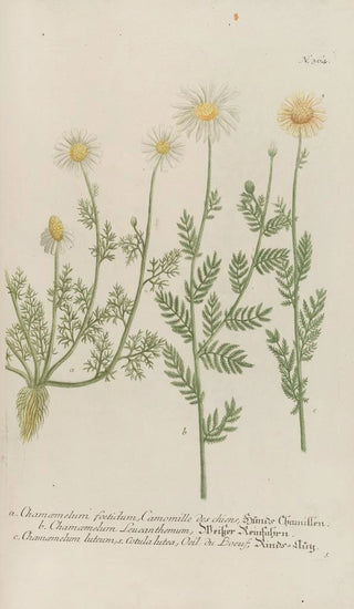 Johann Wilhelm Weinmann - Phytanthoza iconographia Pl087.webp