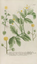 Phytanthoza iconographia Pl089 - Johann Wilhelm Weinmann — vy av konstverket