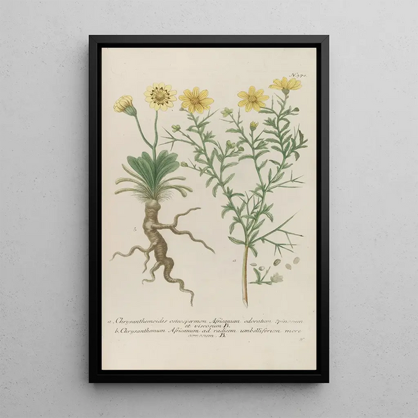Johann Wilhelm Weinmann - Phytanthoza iconographia Pl093.webp