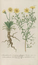 Phytanthoza iconographia Pl093 - Johann Wilhelm Weinmann — vy av konstverket