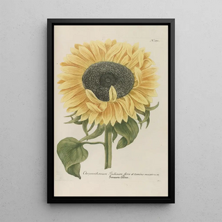 Johann Wilhelm Weinmann - Phytanthoza iconographia Pl094.webp