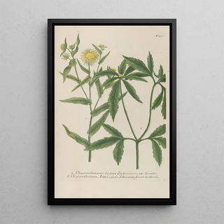 Johann Wilhelm Weinmann - Phytanthoza iconographia Pl099.webp