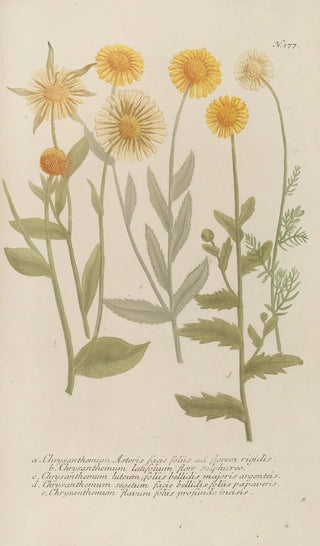 Johann Wilhelm Weinmann - Phytanthoza iconographia Pl100.webp