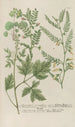 Phytanthoza iconographia Pl103 - Johann Wilhelm Weinmann — vy av konstverket